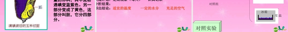 七年级生物 种子萌发形成幼苗课件 北师大版 课件