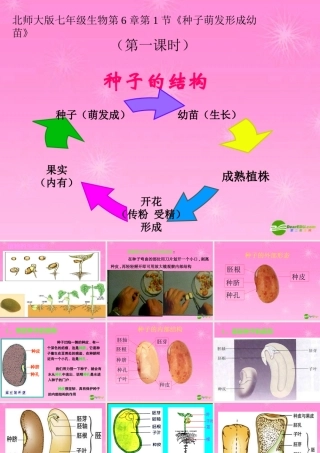七年级生物 种子萌发形成幼苗课件 北师大版 课件