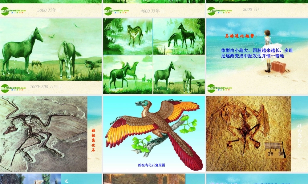 八年级生物下册 生物进化的历程课件 人教新课标版 课件