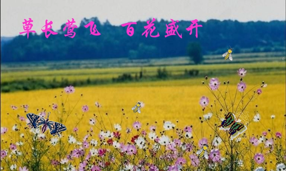 八年级语文大自然的语言课件 新课标 人教版 课件