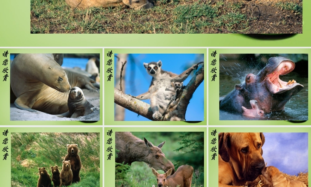 八年级生物上册 7.(动物的生殖)课件 (新版)苏科版 课件