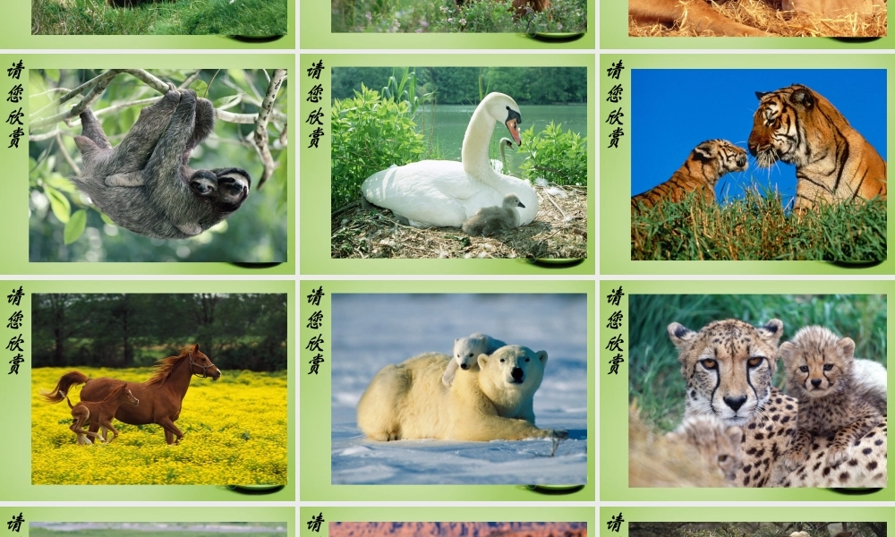 八年级生物上册 7.(动物的生殖)课件 (新版)苏科版 课件