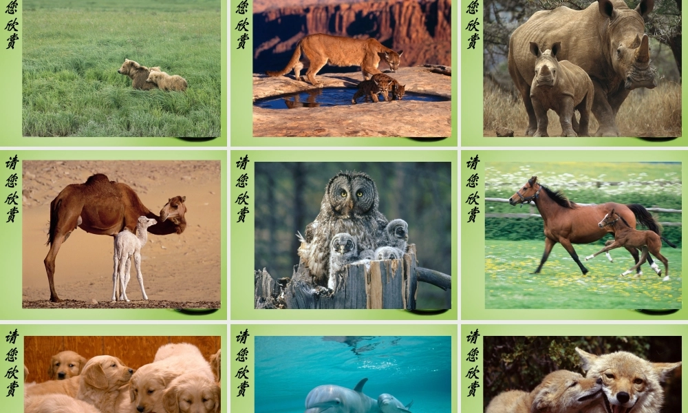 八年级生物上册 7.(动物的生殖)课件 (新版)苏科版 课件