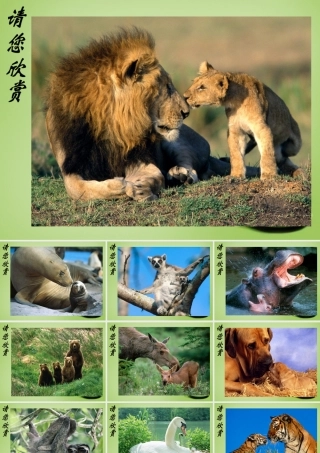 八年级生物上册 7.(动物的生殖)课件 (新版)苏科版 课件