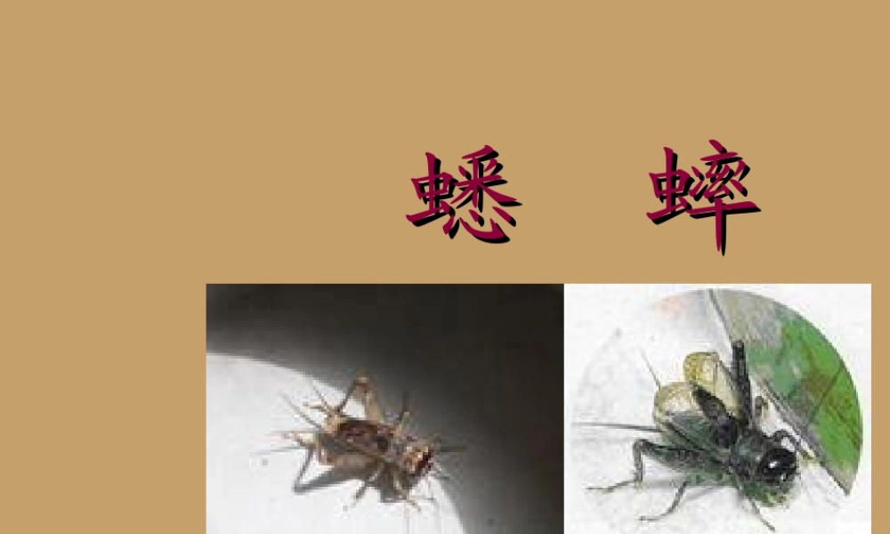 中学七年级语文下册 第16课(蟋蟀)课件 冀教版 课件