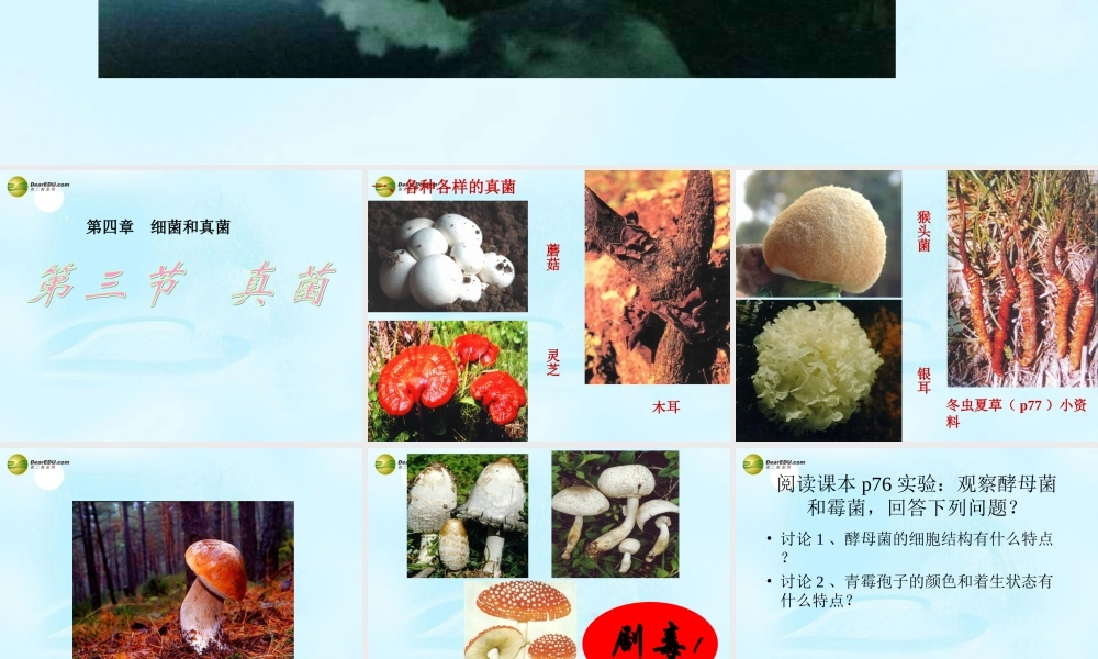 八年级生物上册 第五单元 第四章 第三节 真菌课件 新人教版 课件