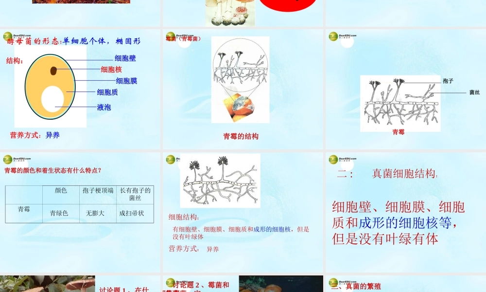 八年级生物上册 第五单元 第四章 第三节 真菌课件 新人教版 课件