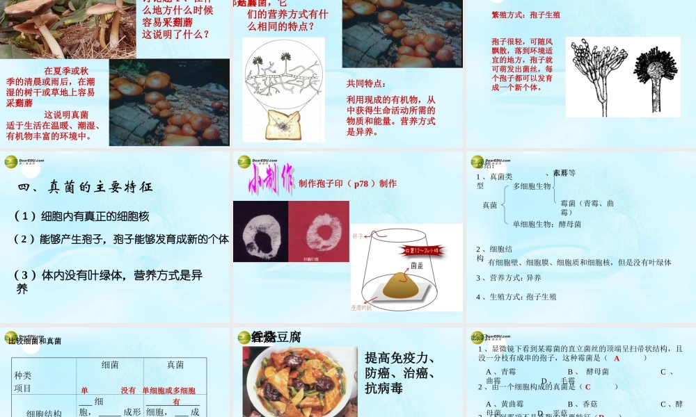 八年级生物上册 第五单元 第四章 第三节 真菌课件 新人教版 课件