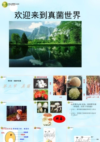 八年级生物上册 第五单元 第四章 第三节 真菌课件 新人教版 课件