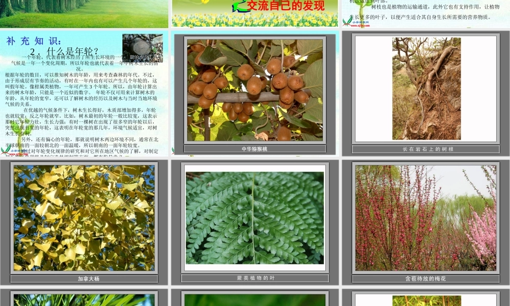 (人教版)三年级科学上册课件-我看到了什么-1