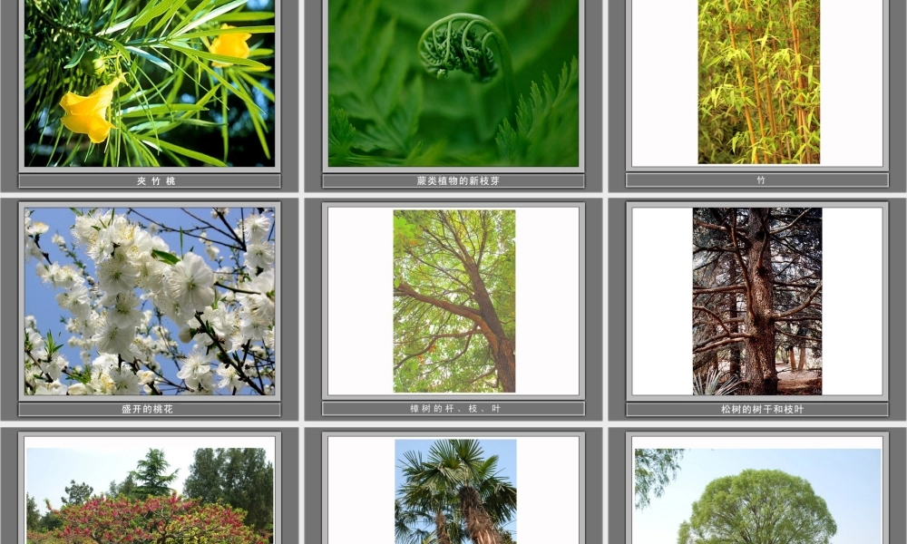 (人教版)三年级科学上册课件-我看到了什么-1