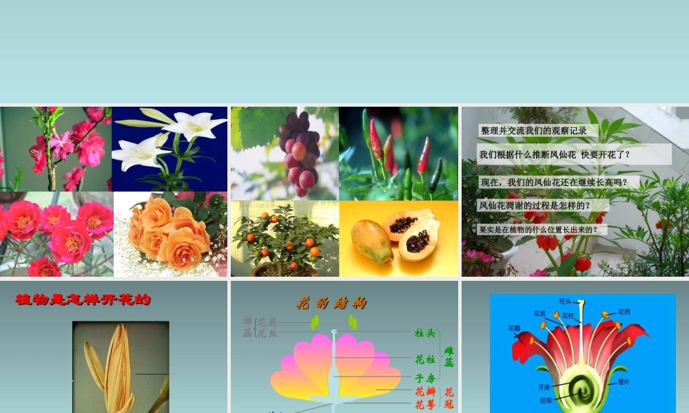 《3-开花结果》课件2