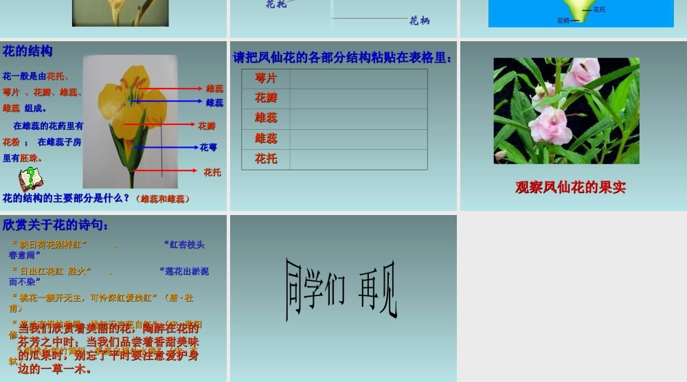 《3-开花结果》课件2