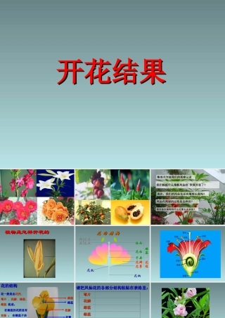 《3-开花结果》课件2