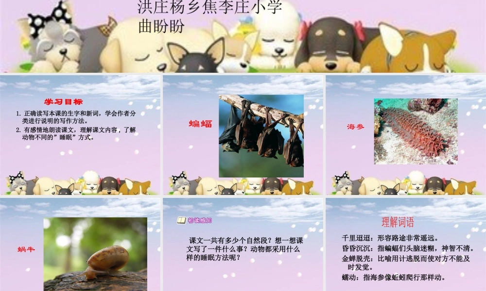 第13课《动物的睡眠》课件