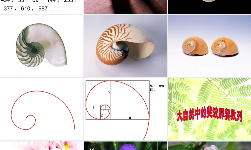 斐波那契数列-刘德武