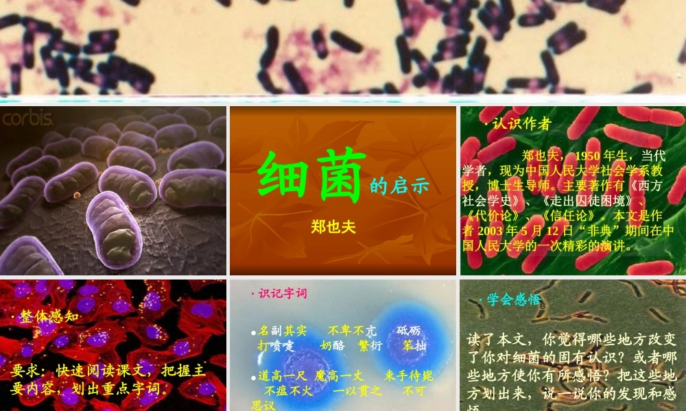 《细菌的启示》教学设计