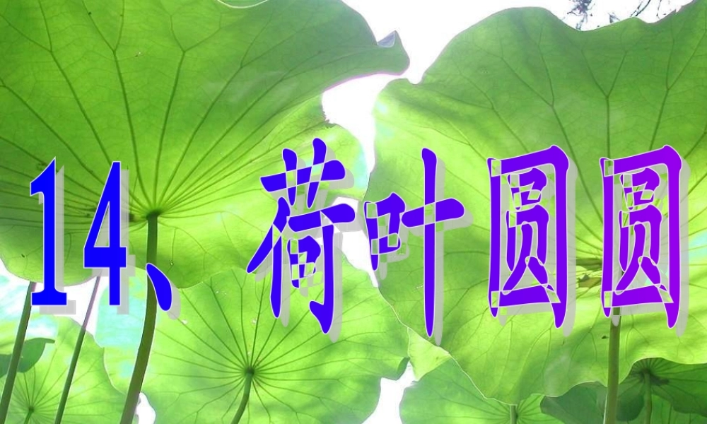 荷叶圆圆第二课时