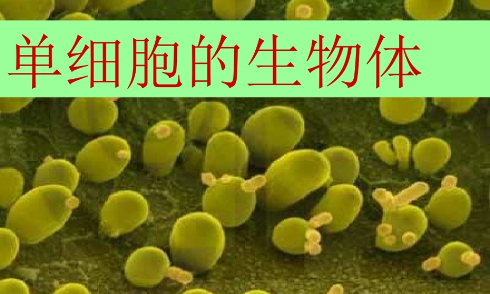 《第3节-单细胞的生物体》课件5