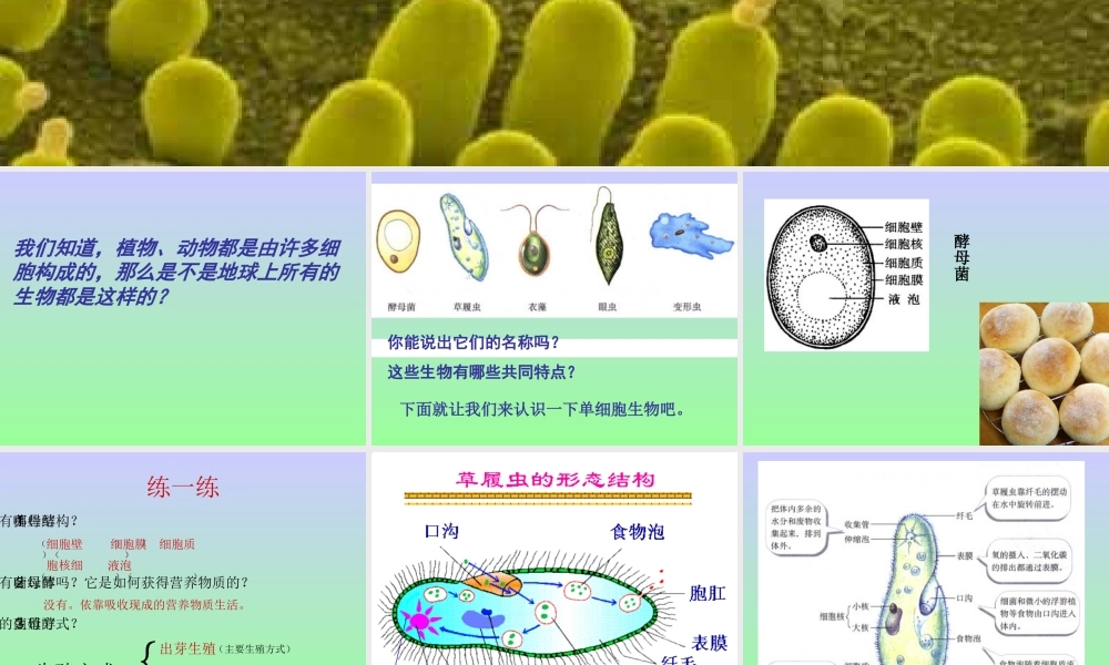 《第3节-单细胞的生物体》课件5