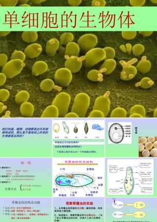 《第3节-单细胞的生物体》课件5