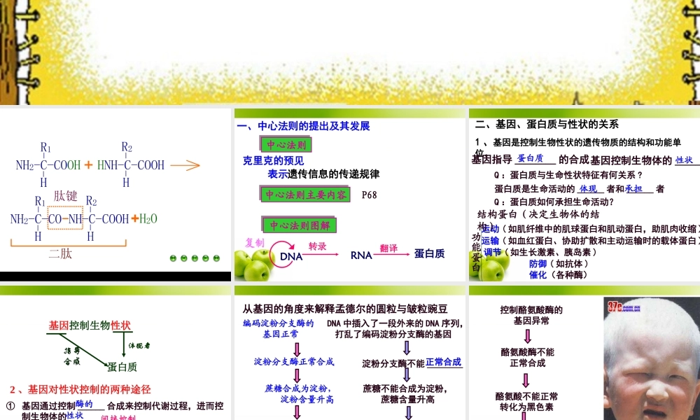 必修二.4.2.基因对性状的控制