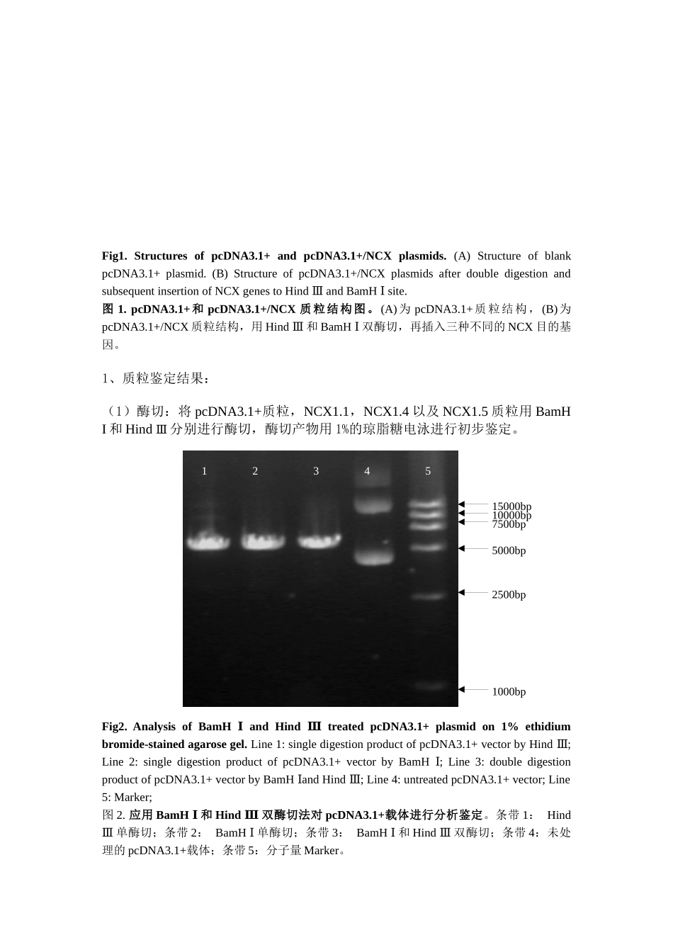钠钙交换体基因稳定转染及药物筛选细胞模型的建立_第3页