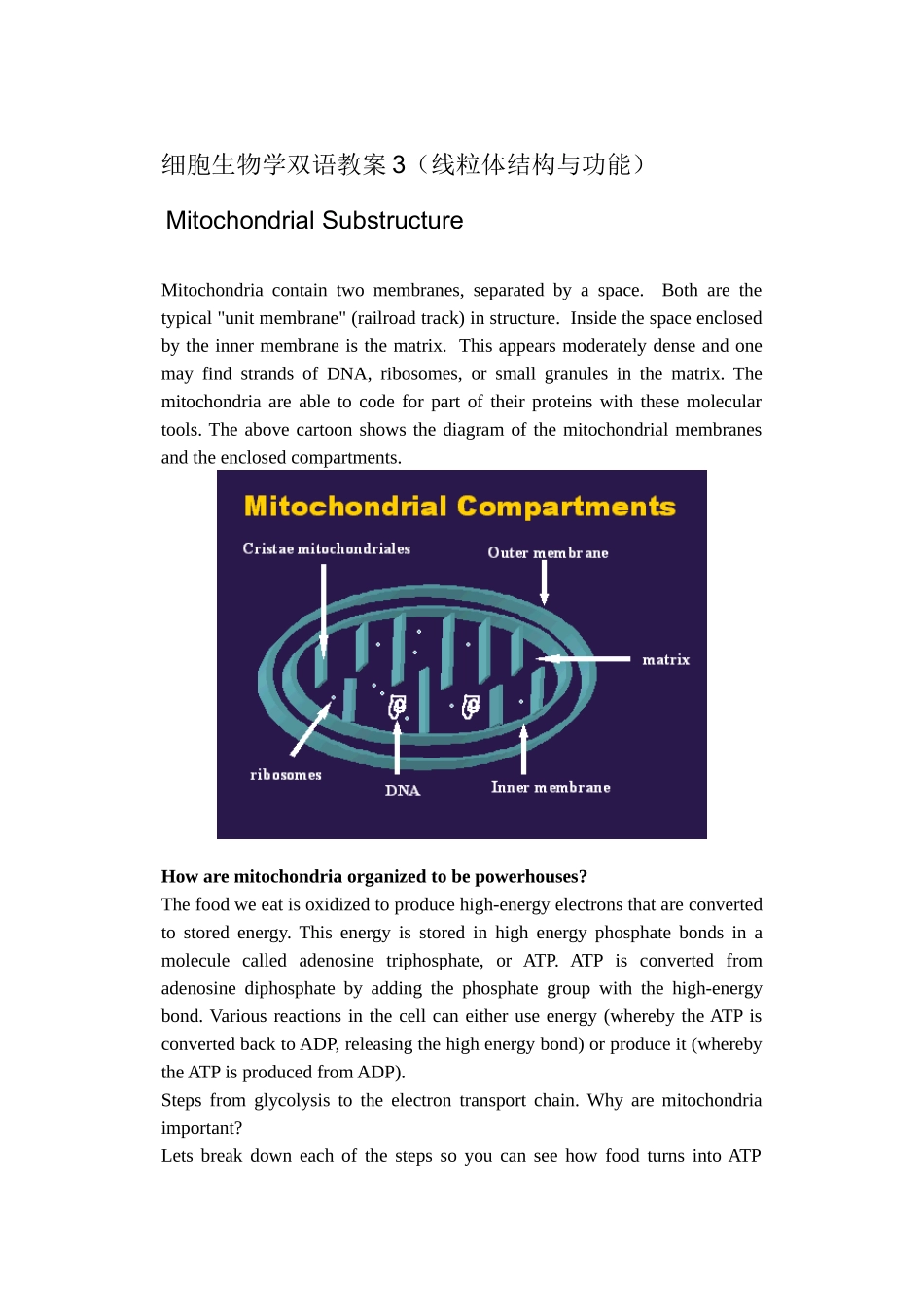 细胞生物学双语教案3(线粒体结构与功能)_第1页