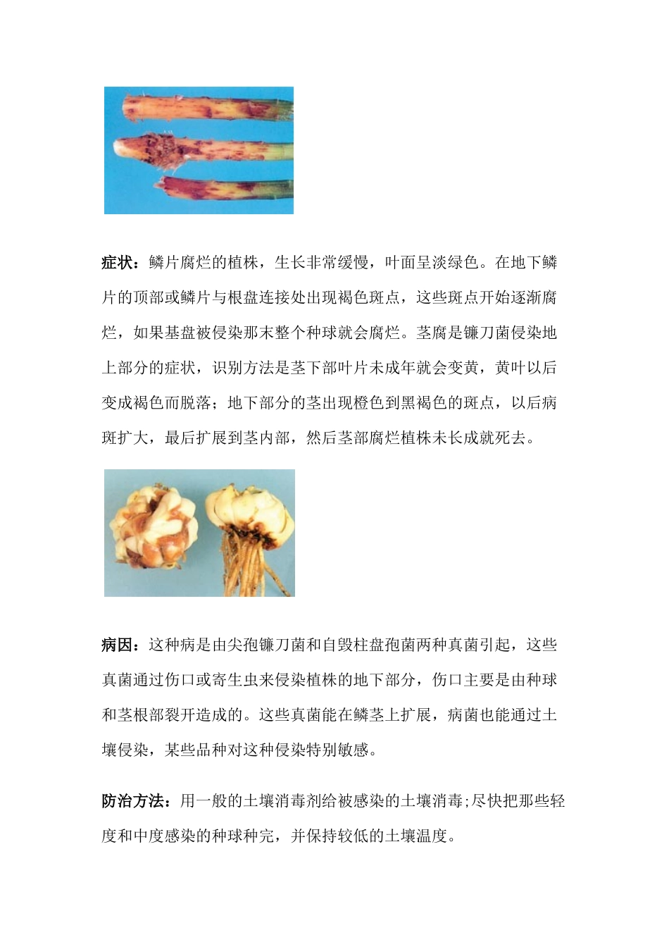 百合常见病虫害的防治知识_第2页