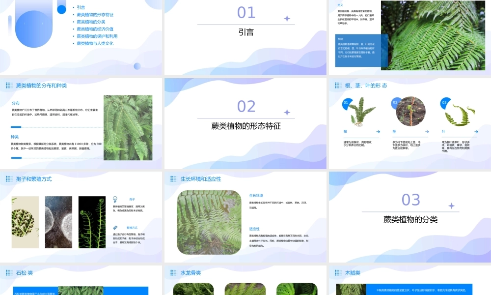 蕨类植物讲解