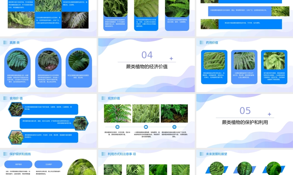 蕨类植物讲解