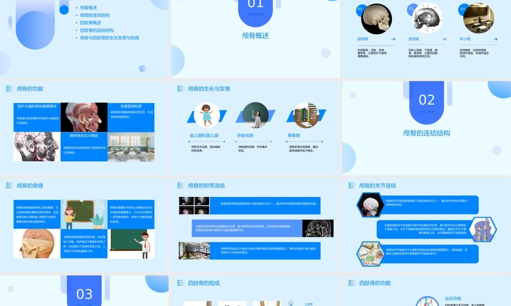 颅骨与连结四肢骨与连结