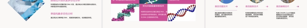 课基因突变和基因重组优质课