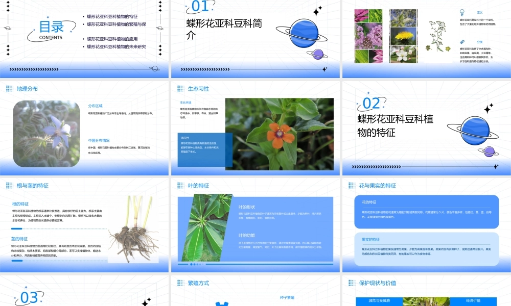 蝶形花亚科豆科