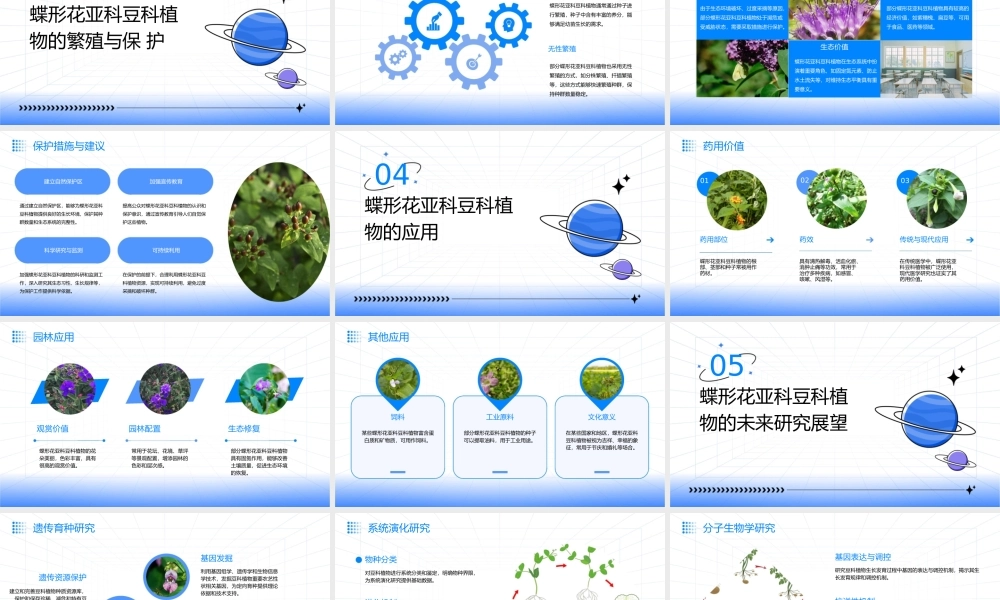 蝶形花亚科豆科