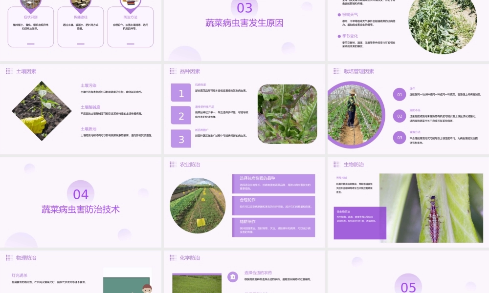 蔬菜主要病虫害分析