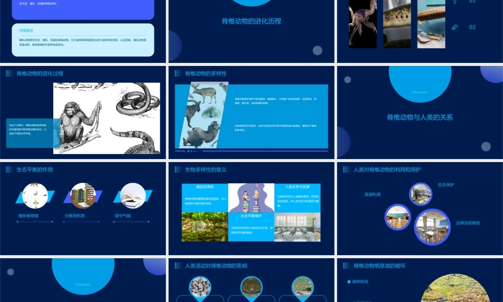 脊椎动物总复习