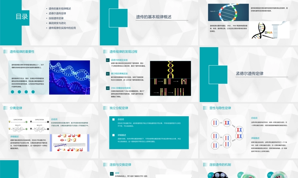 遗传的基本规律(必复习)