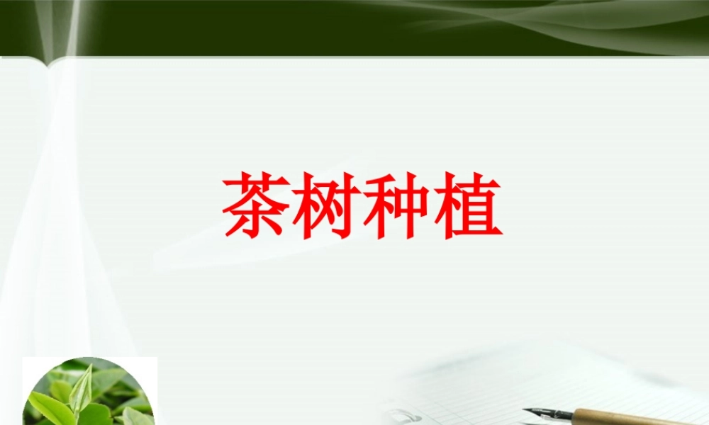 茶树种植课件