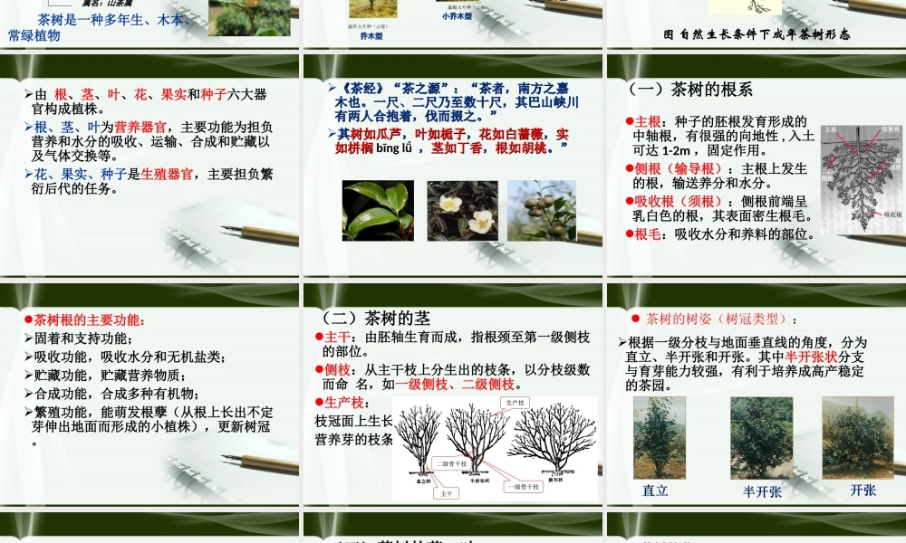 茶树种植课件
