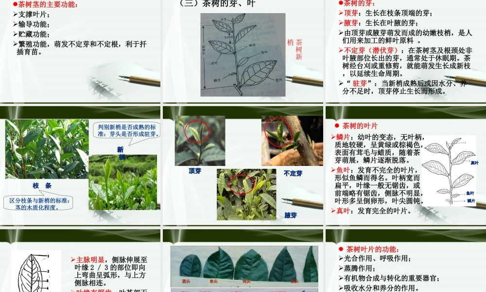 茶树种植课件