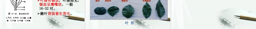 茶树种植课件