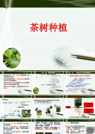 茶树种植课件