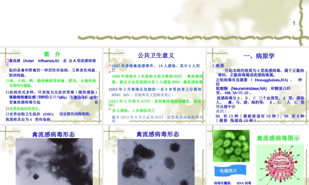 禽病学：禽流感