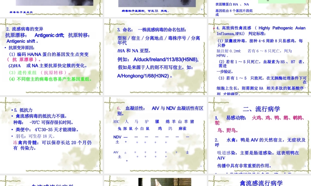 禽病学：禽流感