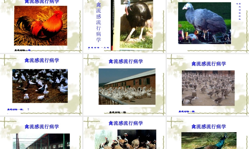 禽病学：禽流感