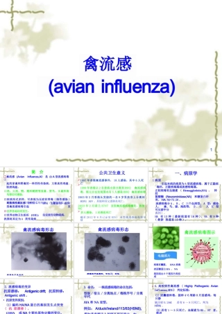 禽病学：禽流感