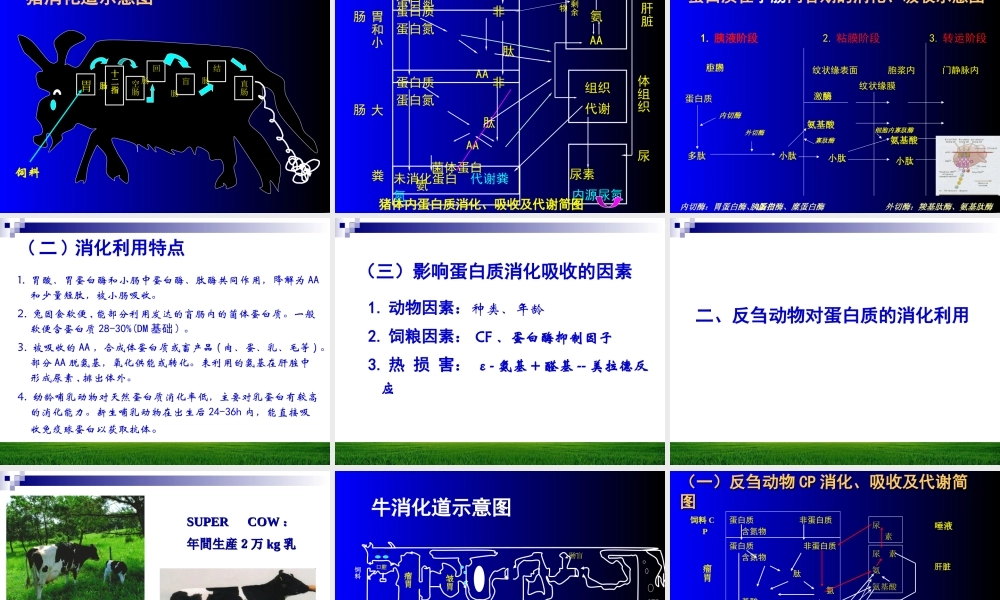 蛋白质与动物营养