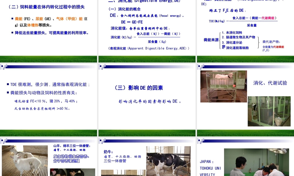 能量与动物营养