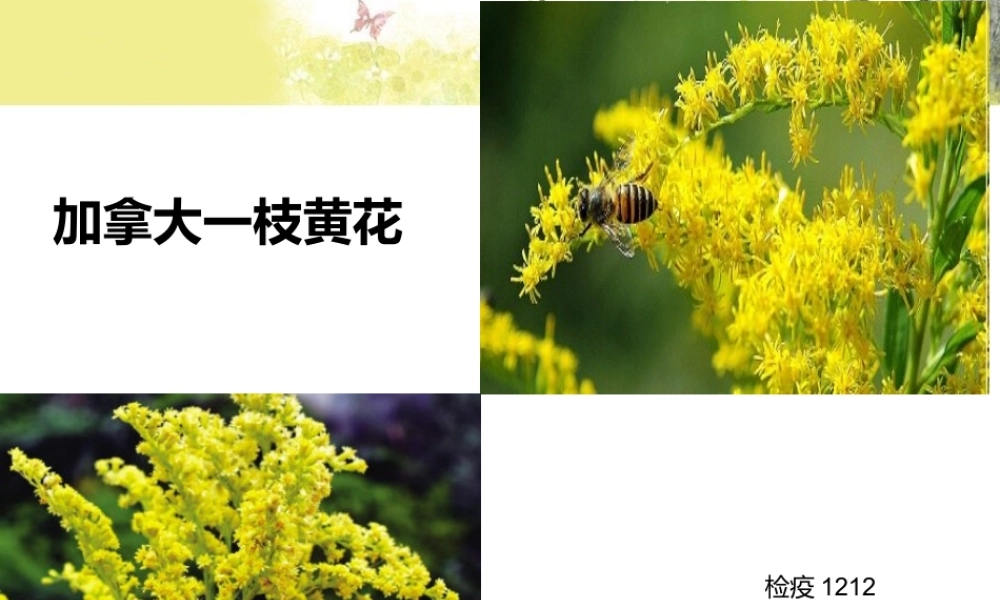 加拿大一枝黄花